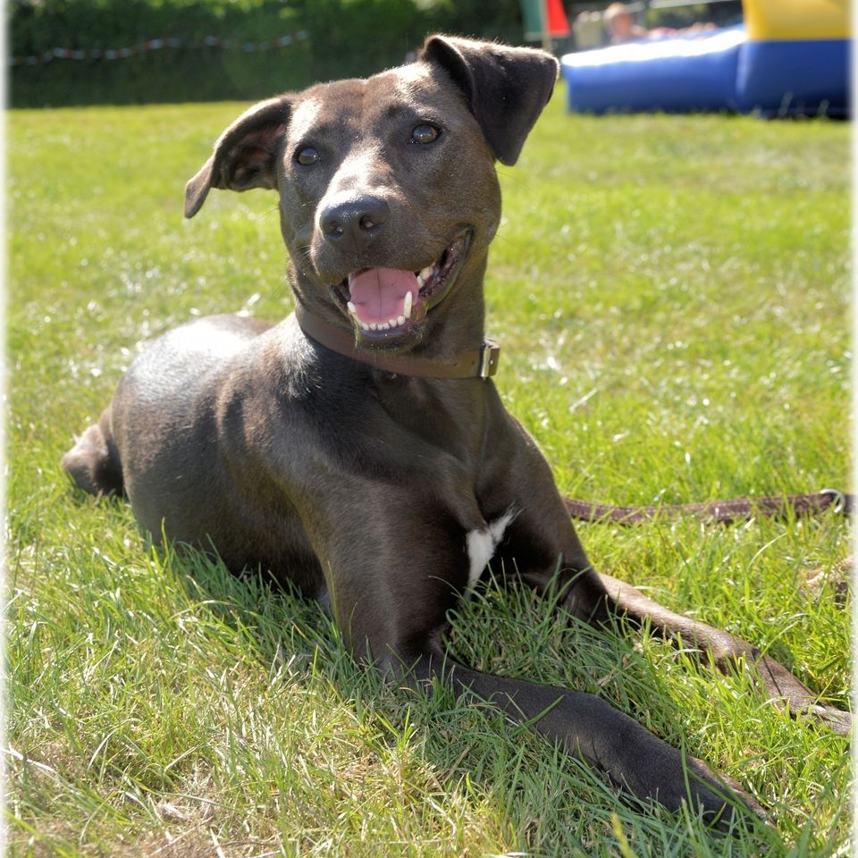 Pedigree g7c6f10066 1920
