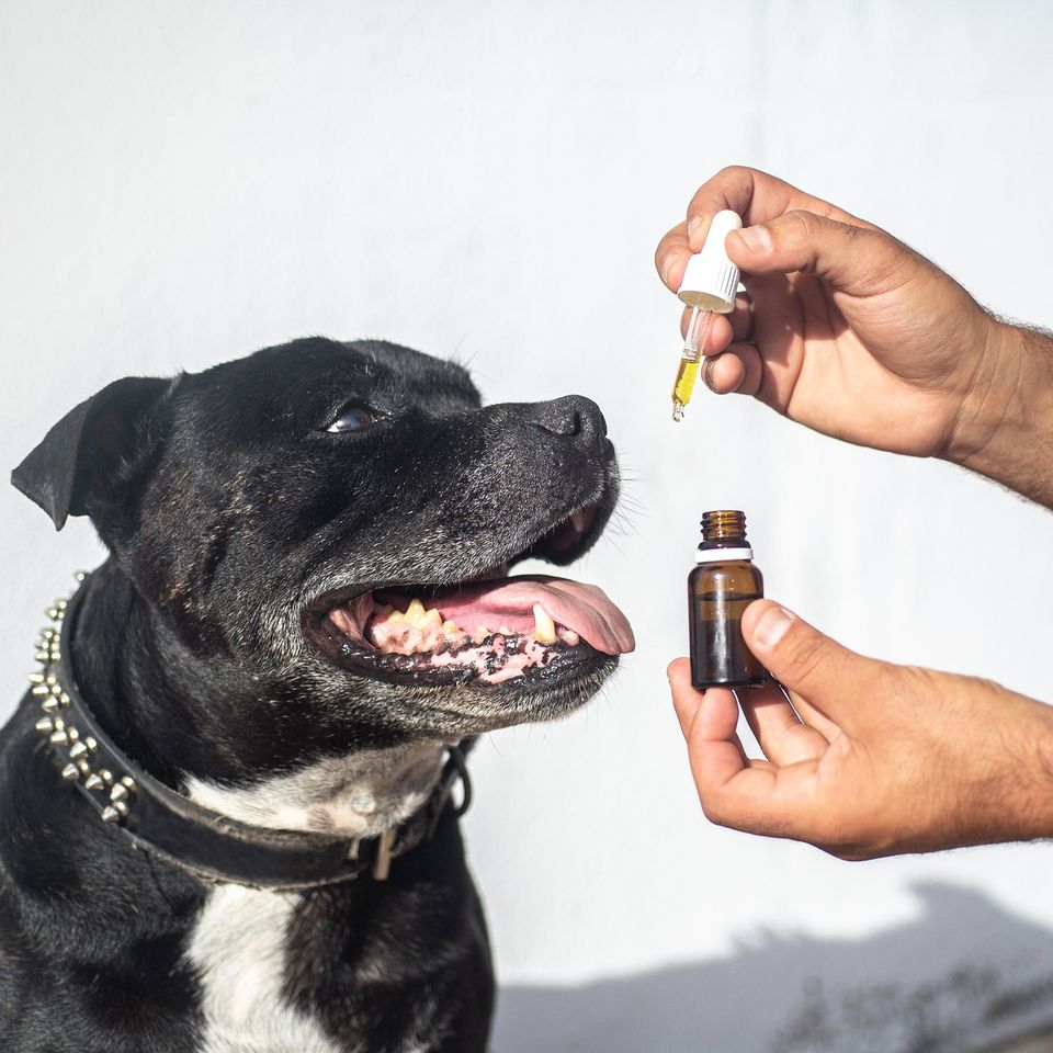 Cbd oil dogs g86ae5667b 1920