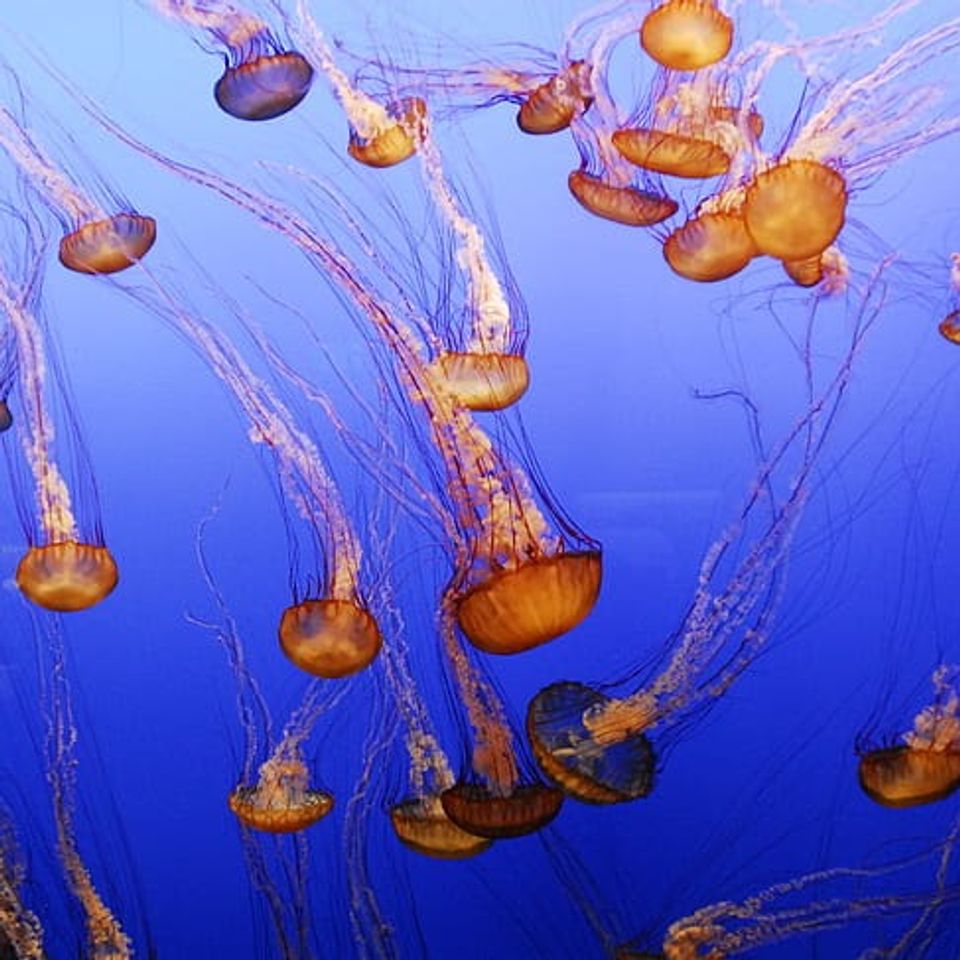 Https i1.pickpik.comphotos50392834jellyfish aquarium fish ocean preview