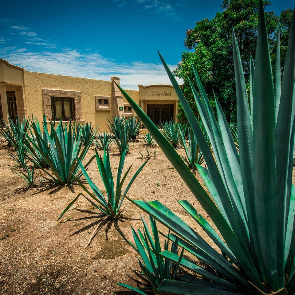Agave g9991add3e 1920