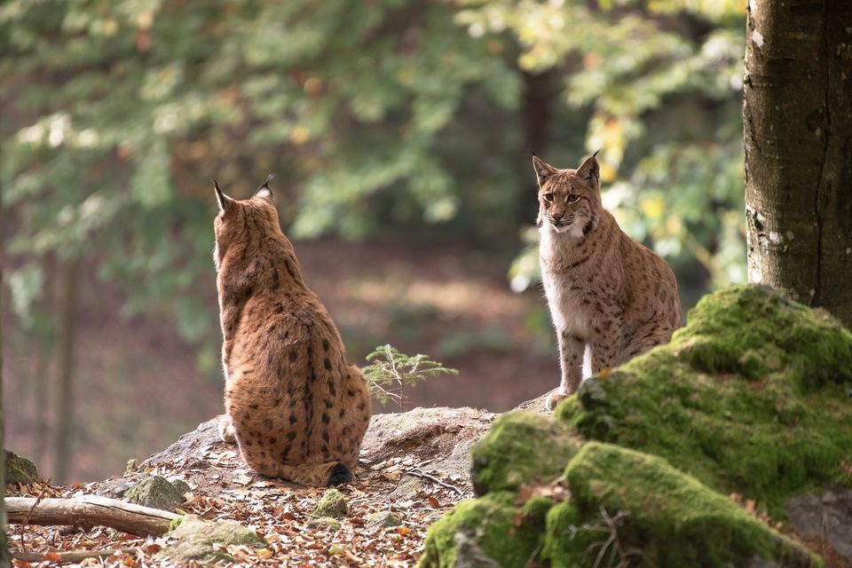 Bobcat g63da1ef77 1920