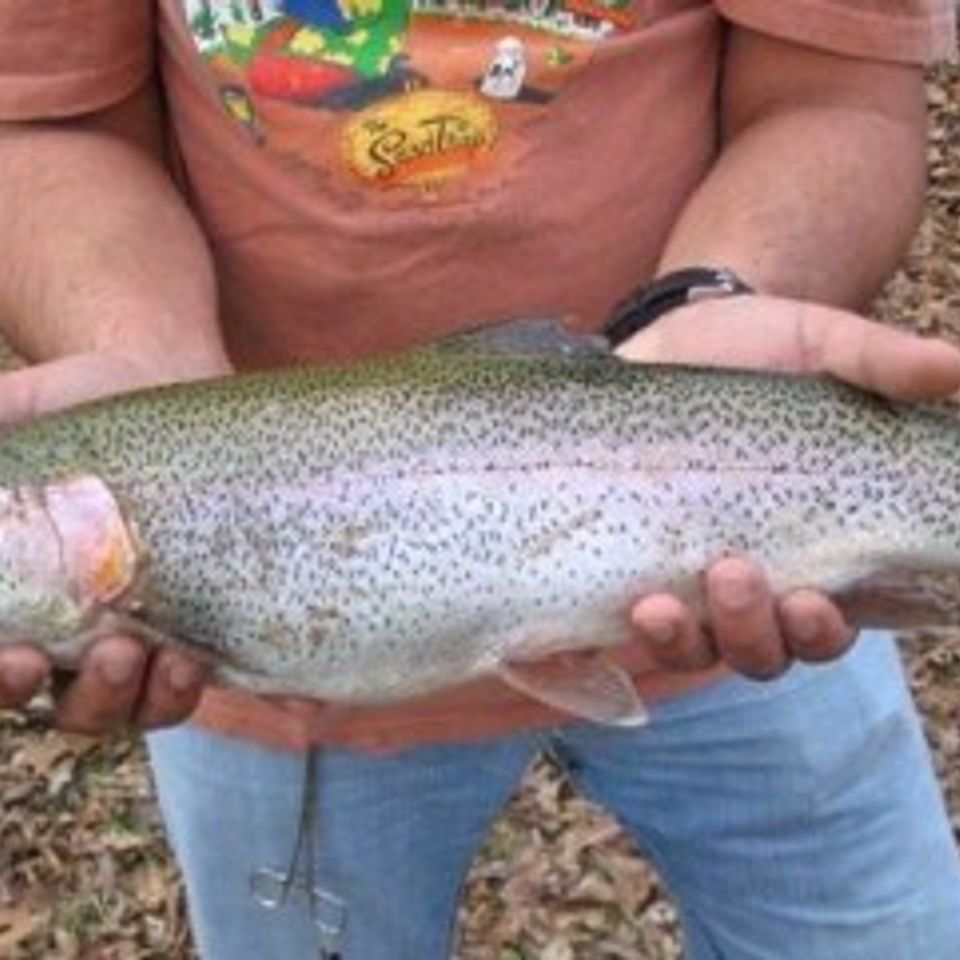 Briantrout