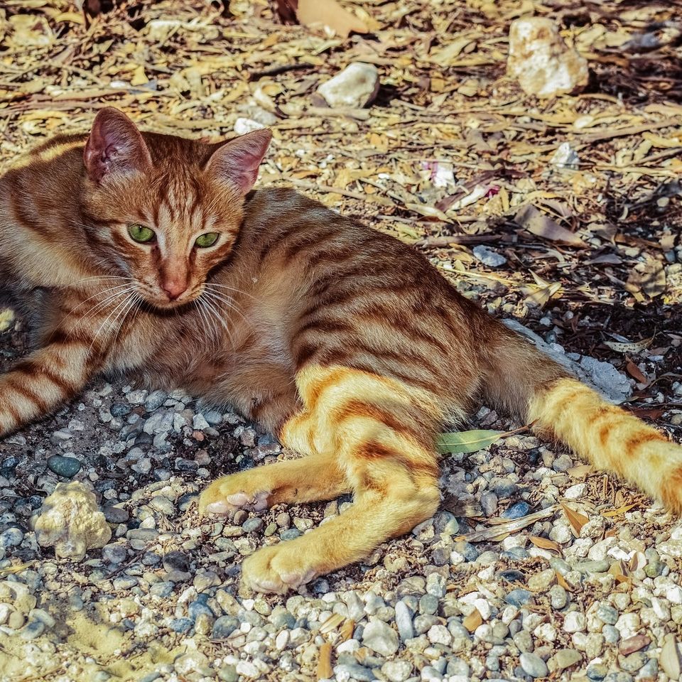 Cat g3bd2eebf0 1920