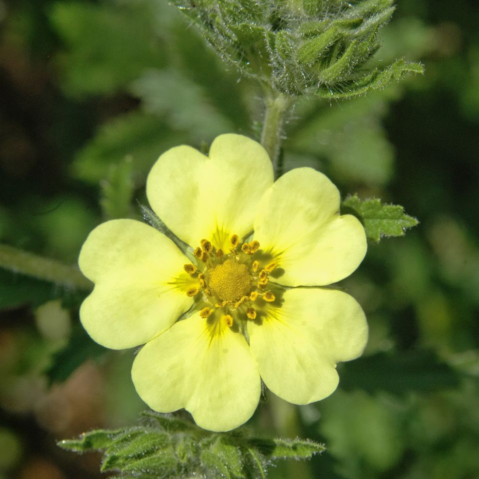 Yellow  flower tn07