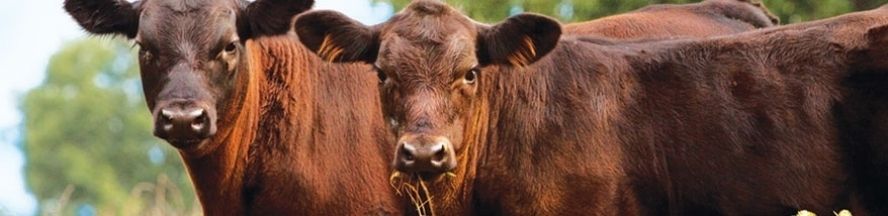 Beef Cows eat grass