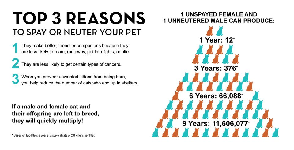 Why spayneut