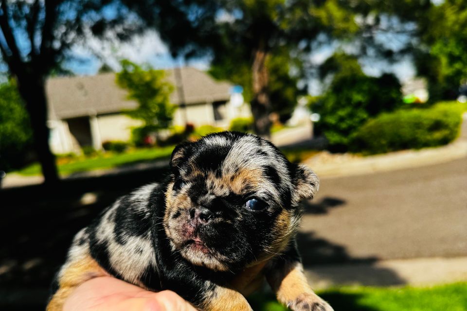 Smaller joey