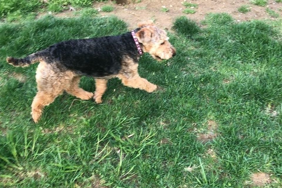Koda walking