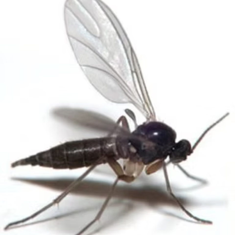 Pest2