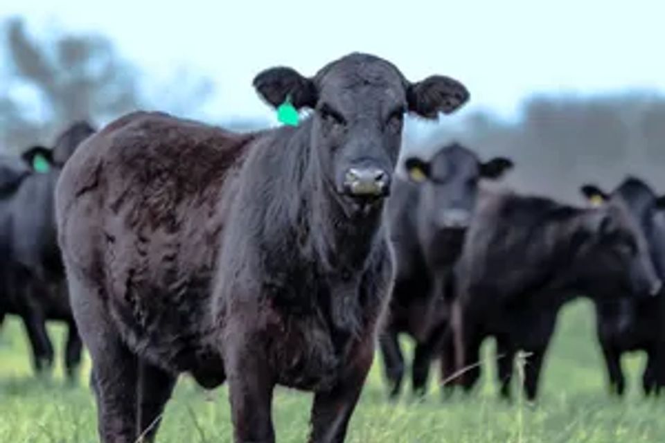 Black cattle