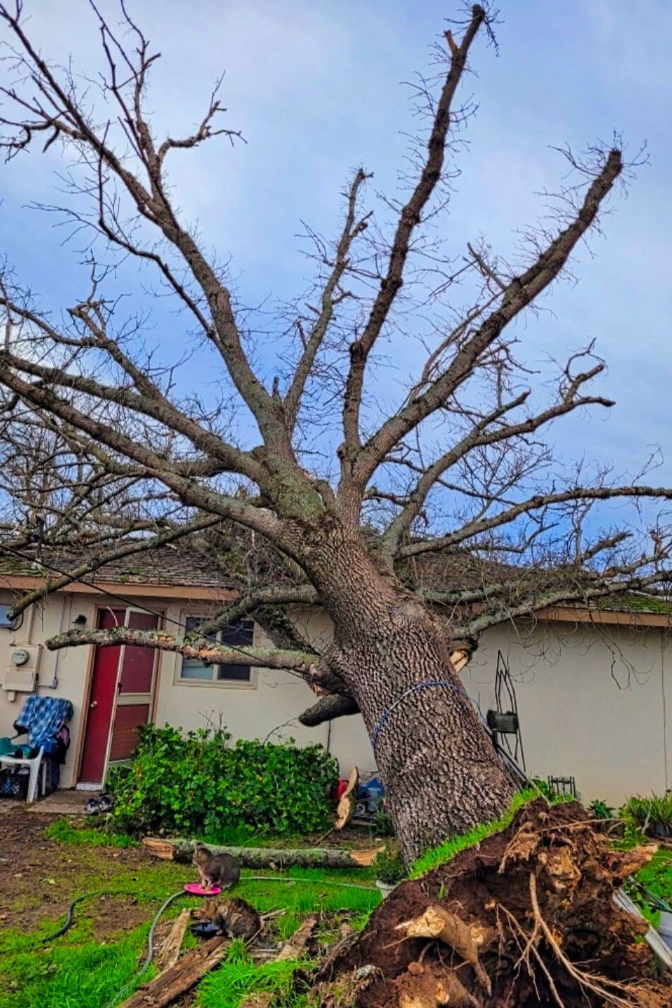 Emergency tree removal service for a hazardous leaning tree tipping over after a storm.