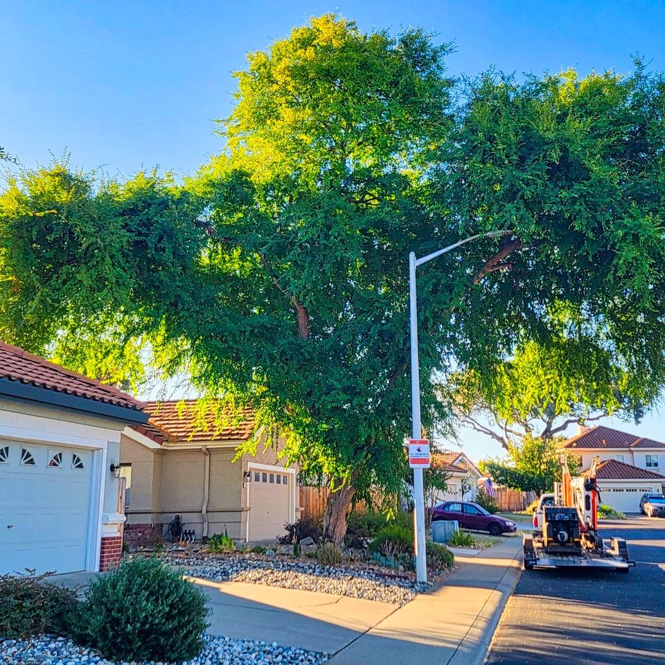 Roseville tree shaping