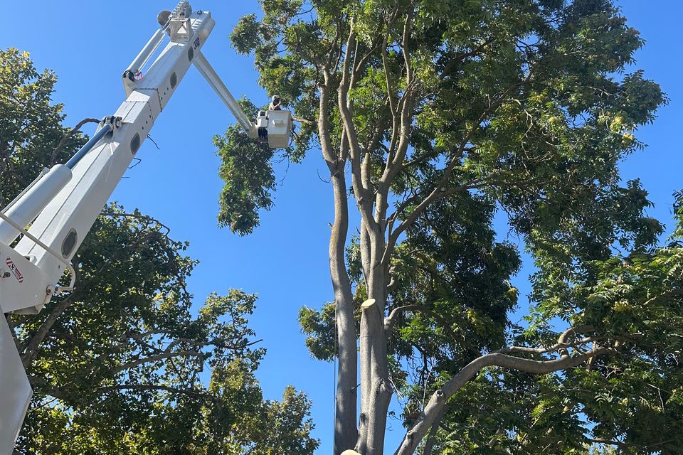 Professional tree trimming and pruning service in Woodland CA by The Arbor Tree Service Company