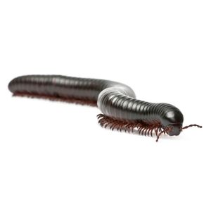 Millipede