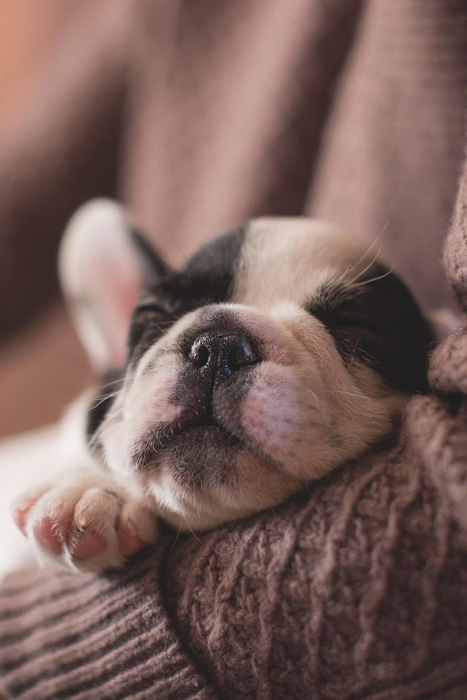 Puppy g764f064a5 1920