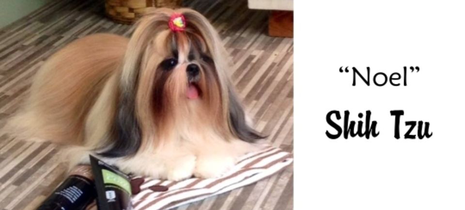 Faces   noel shih tzu20150623 16889 1s9dgwx