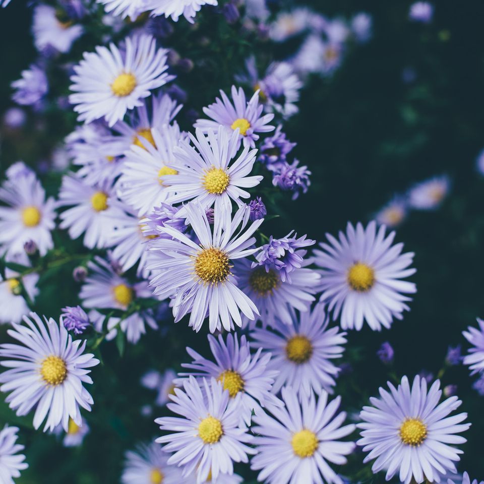 Annie spratt 4wz1ysanfb0 unsplash