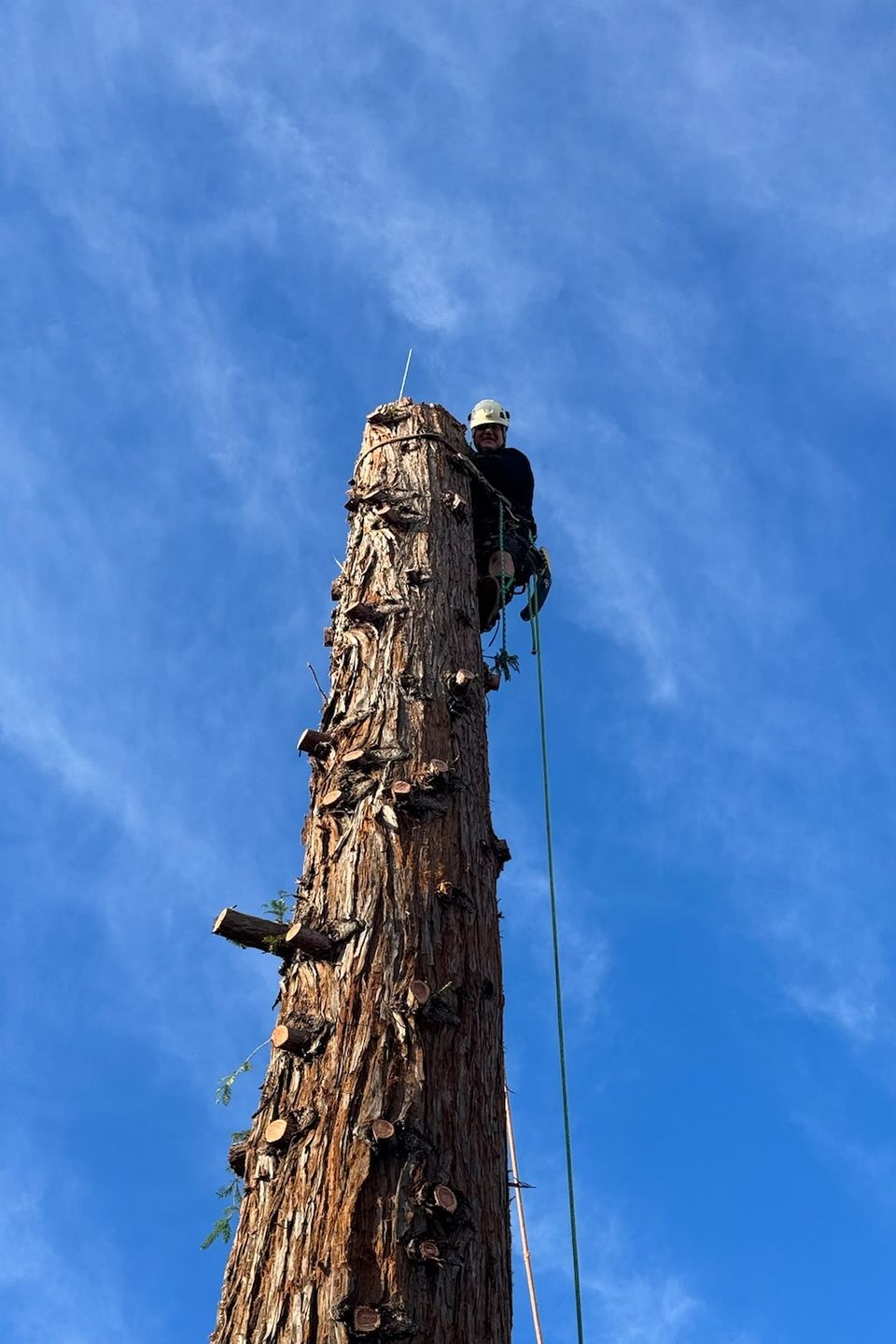 Certified tree climber secured by a dual safety line system while performing precise branch removals high above the ground.