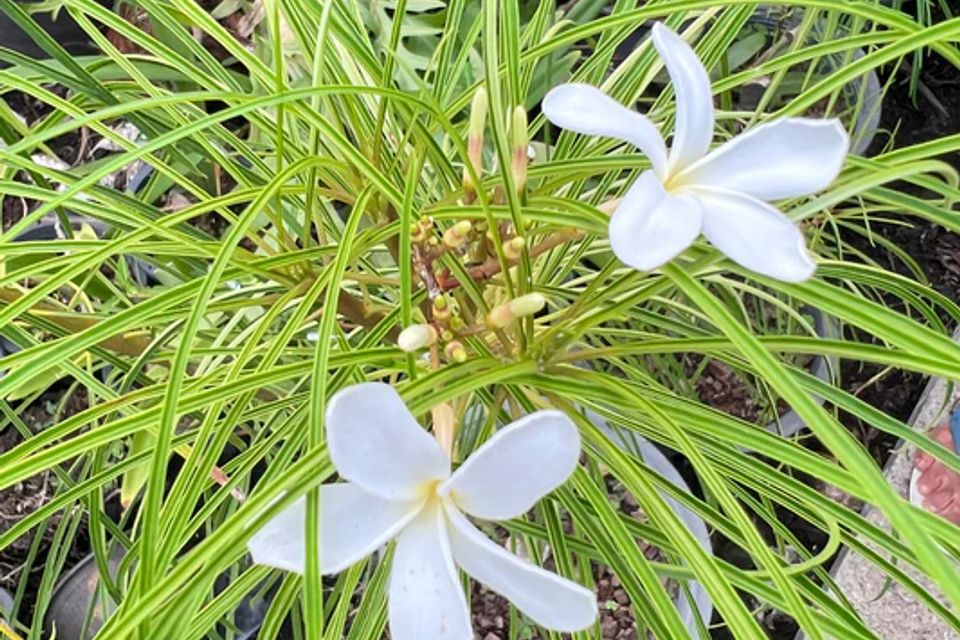 Plumeriafilifolia 7