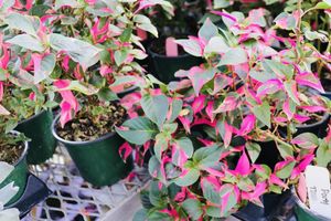 Partytimealternanthera