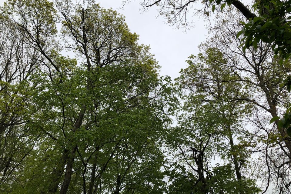 Img 1875