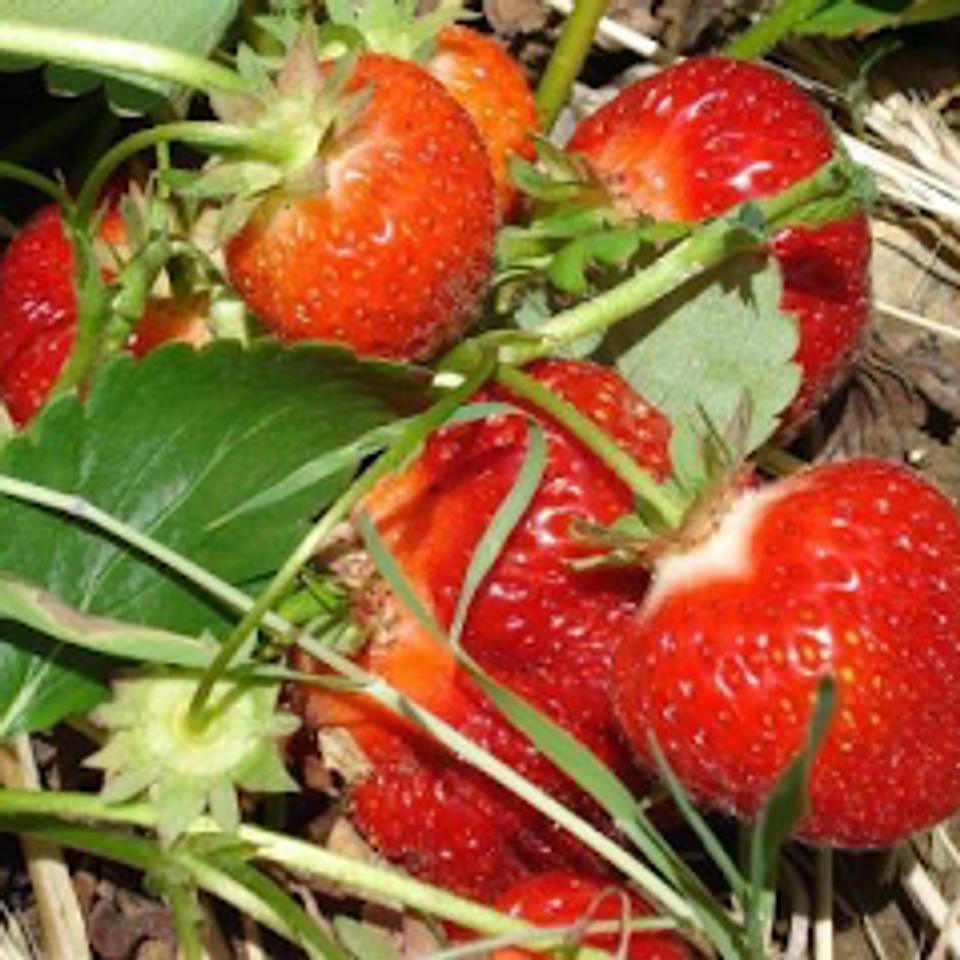 Strawberry pic