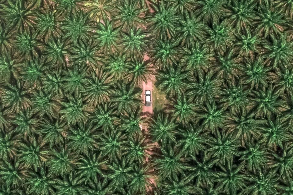 The problem with palm oil—why we don’t use palm oil in our products