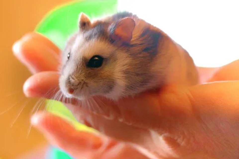 Hands holding a hamster pet