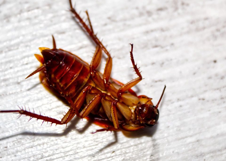Cockroach gc6bb92cab 1920