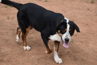 Boomer 51723 5 sml