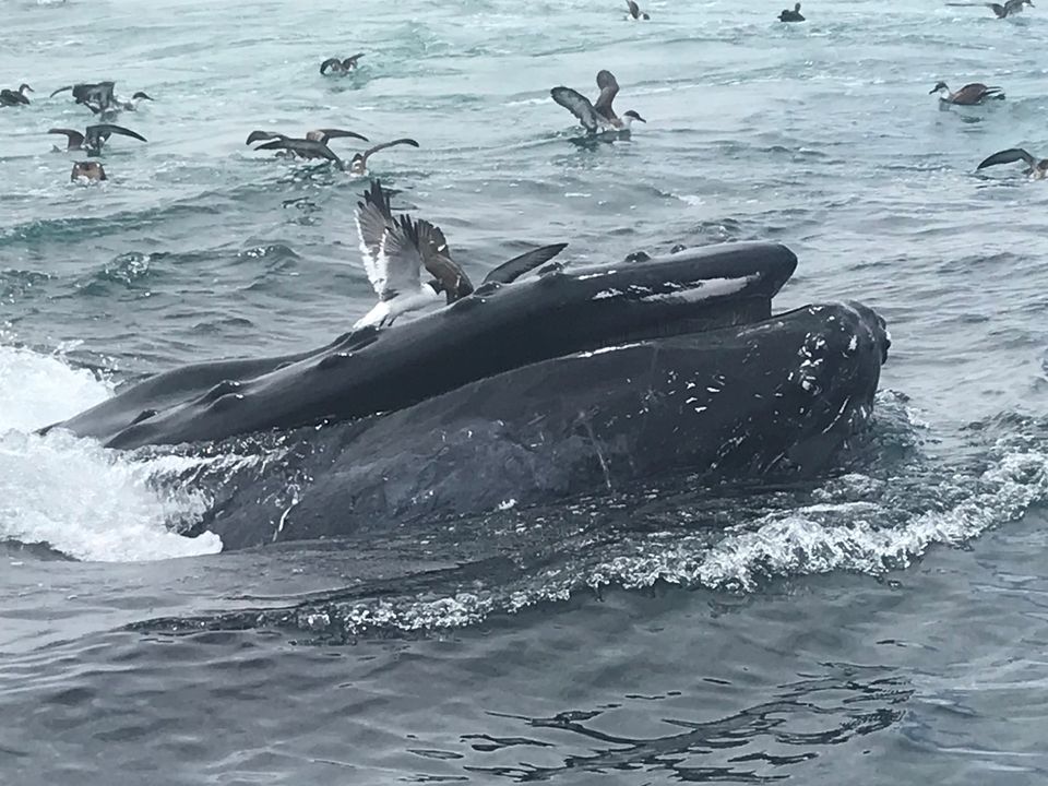 Whales 2 frolicing birds too