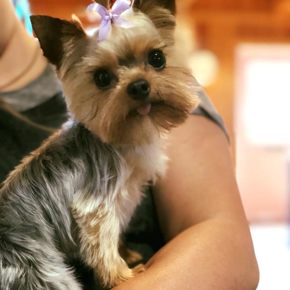Tiny dog named coconut poses after grooming