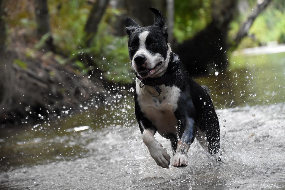 Dog g048fc58fd 1920