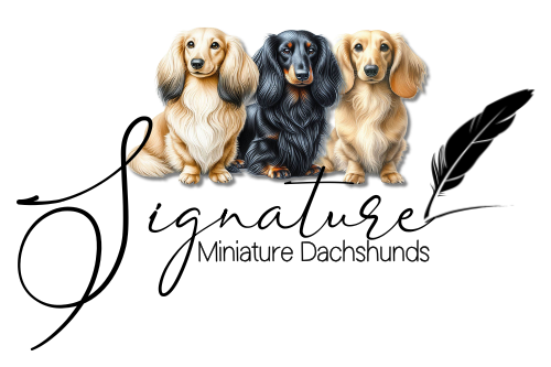 Signature’s Mini Dachshunds