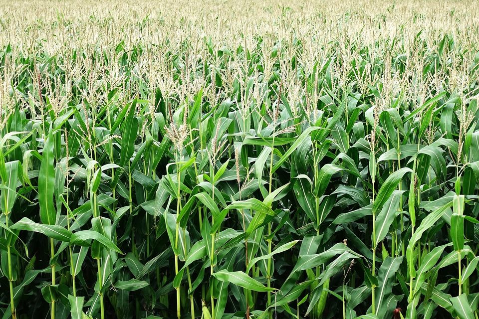 Corn gc62bafb1c 1920
