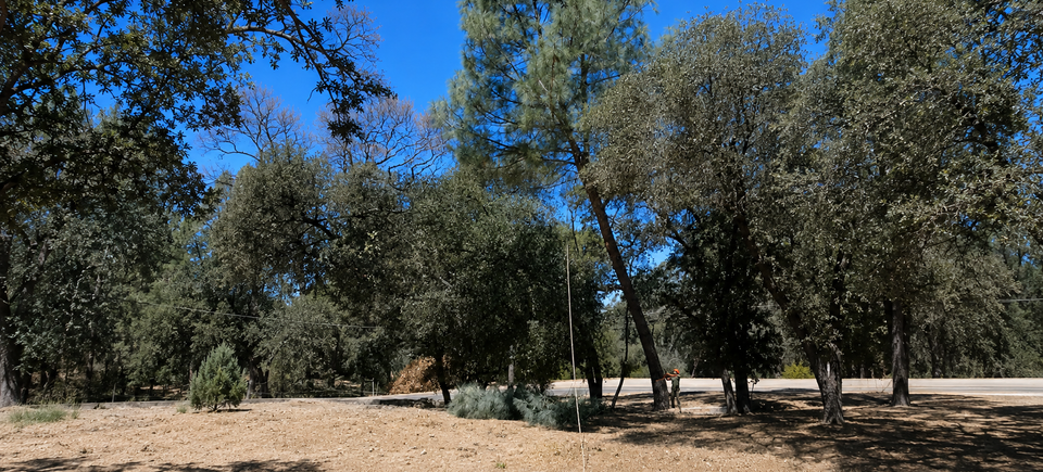 Digger pine beginning to fall during a controlled tree removal in Meadow Vista, California
