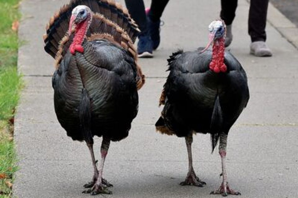Wildlife photo 7 400x284