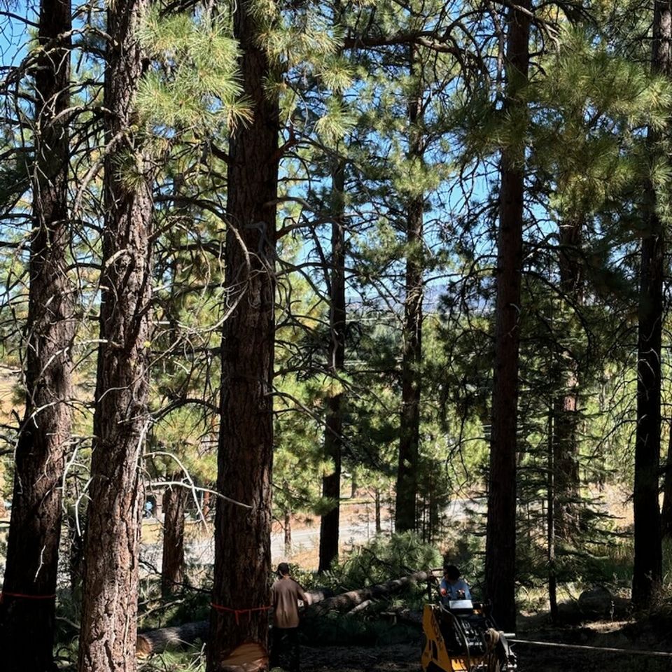 Truckee tree service 