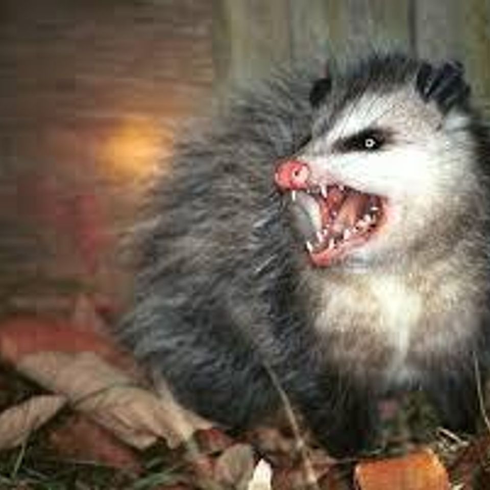 Possum20170212 24431 xk0rbf