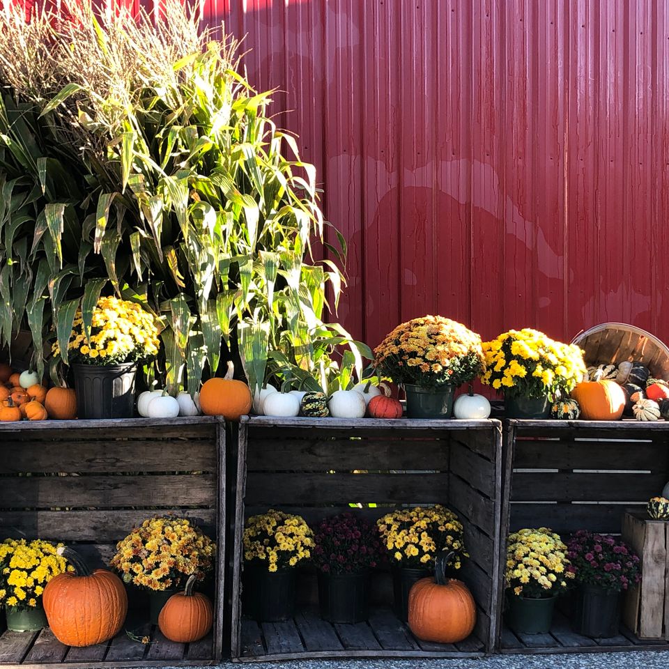 Cornstalks