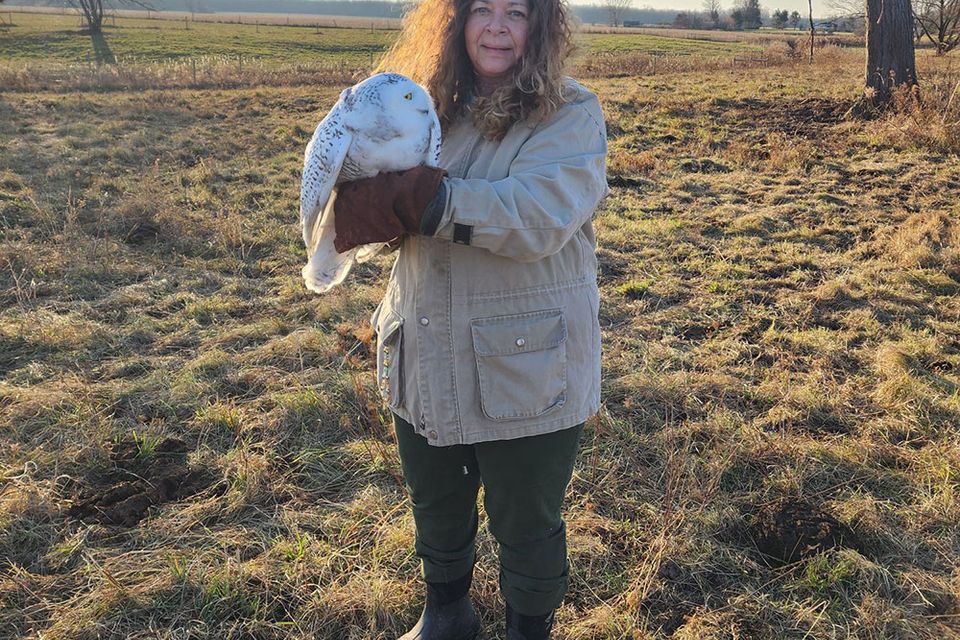 Owl Wild Kritters of Niagara County NY