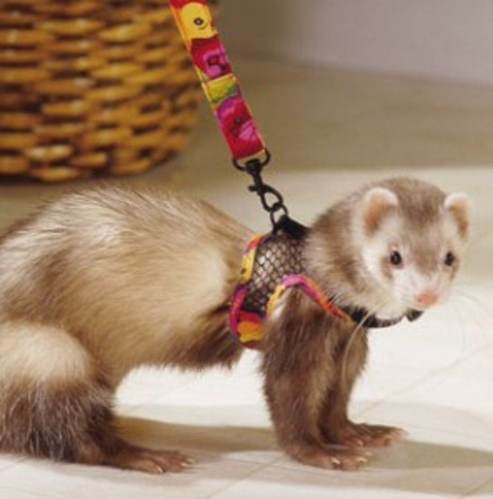 Ferret leash20130828 28277 ncj8qr 0