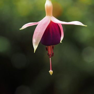Ken fields photography