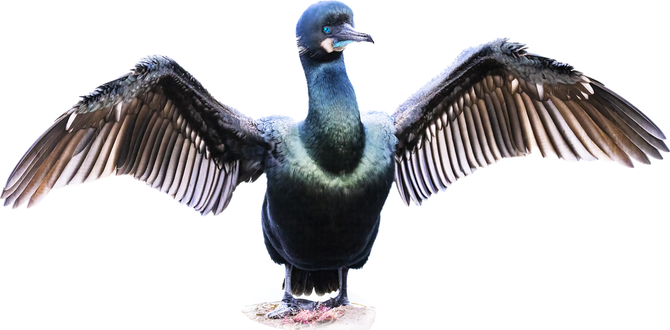 Cormorant with pretty emerald green eyes, a fun bird to watch as the cormorant dries its wings.