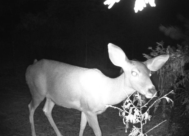 Deer22