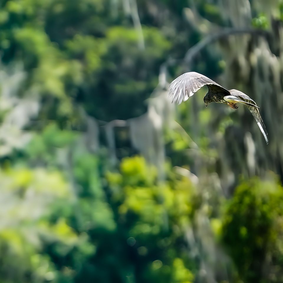 Hawk in flight