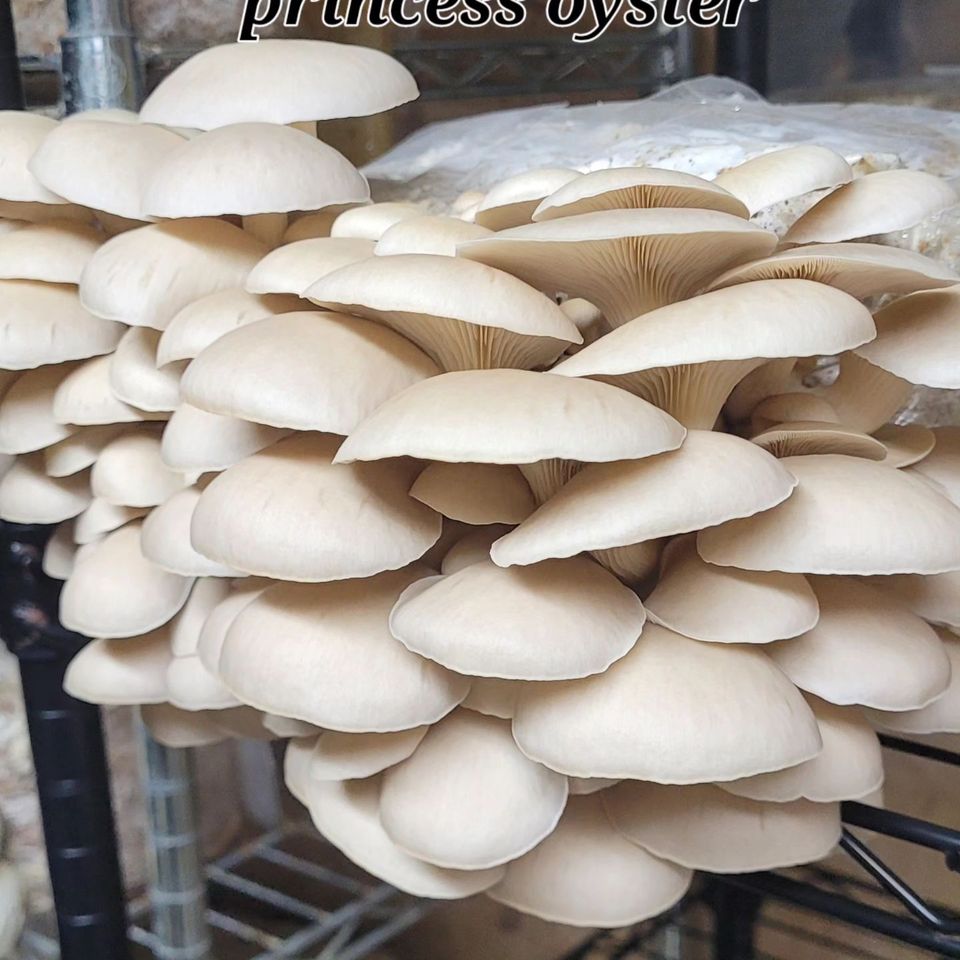 Princess oysters from Fungi Meadows in Logansport, IN