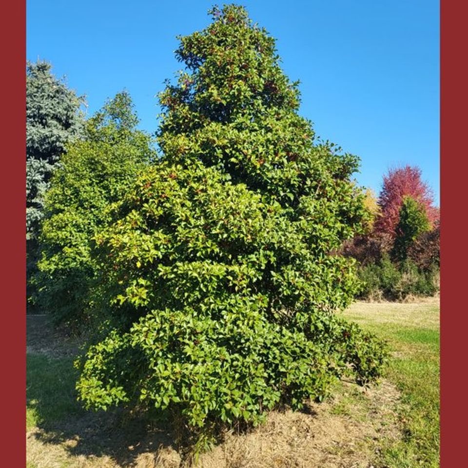 Holly tree