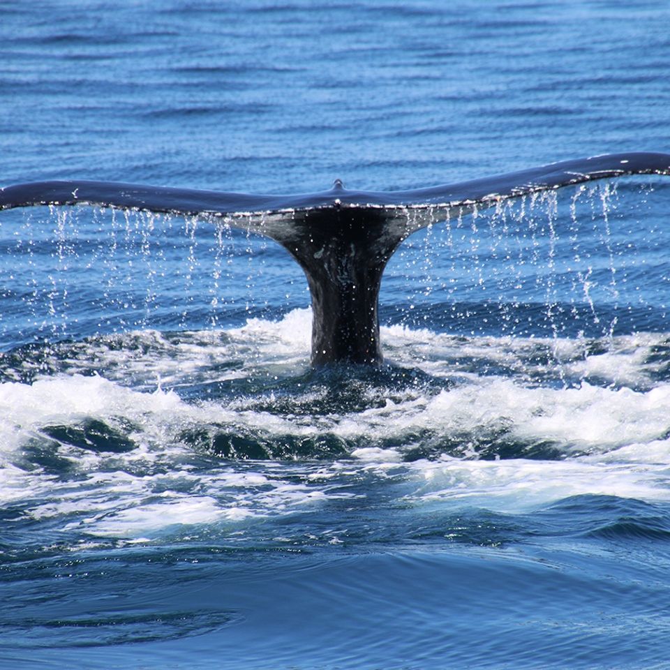 Humpback whale tai