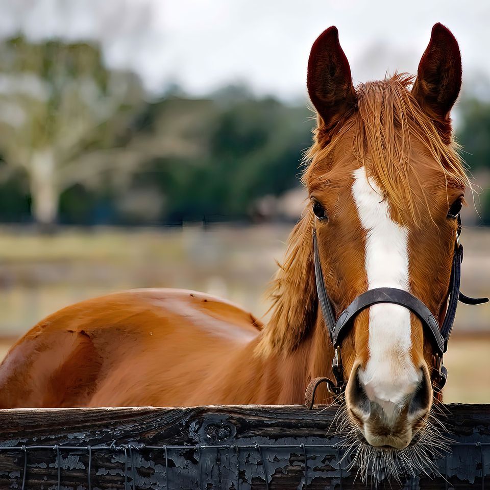 Brown horse looking copy